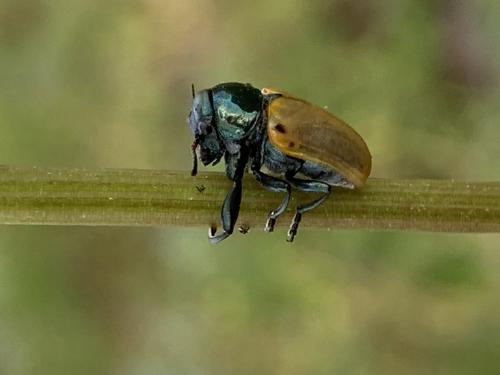 Réf. 323 481 : Labidostomis lusitanica