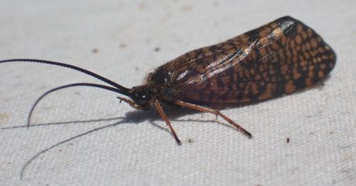 Réf. 323 714 : Hagenella clathrata