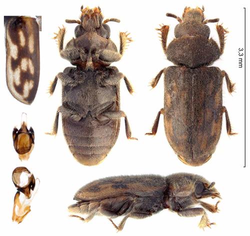 Réf. 323 758 : Heterocerus fusculus