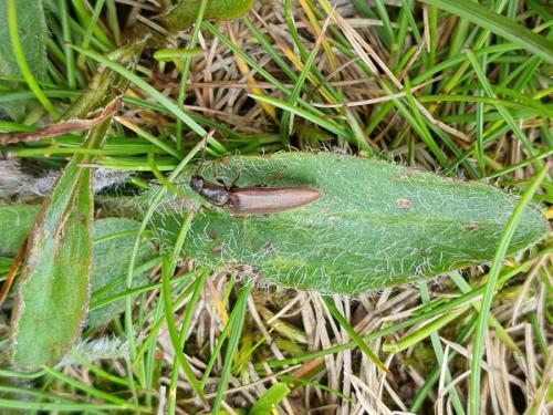 Réf. 323 247 : Metanomus infuscatus
