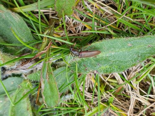 Réf. 323 246 : Metanomus infuscatus