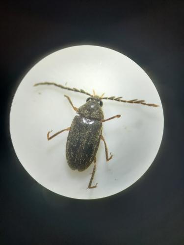 Ptilodactyla exotica