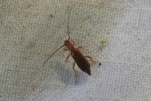 Obrium brunneum