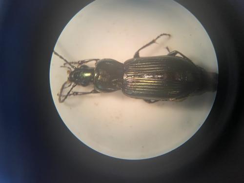 Poecilus purpurascens