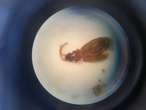 Réf. 323 674 : Trechus sp.