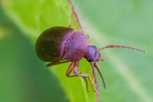 Isomira antennata