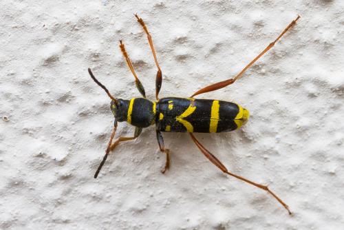Réf. 323 153 : Clytus arietis