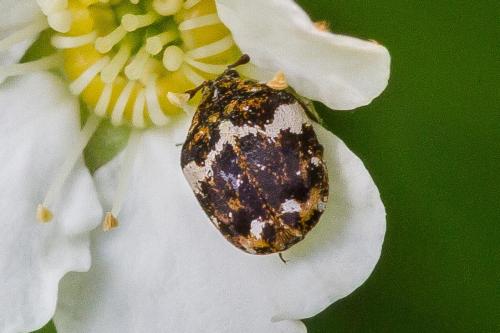 Réf. 323 213 : Anthrenus sp.