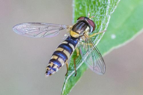 Réf. 323 959 : Sphaerophoria sp.
