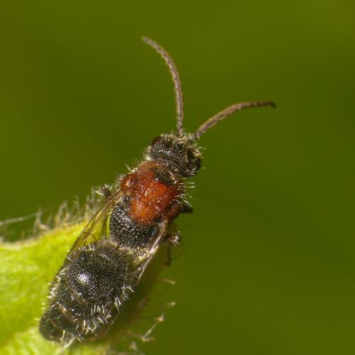 Réf. 323 436 : Smicromyrmini inconnu