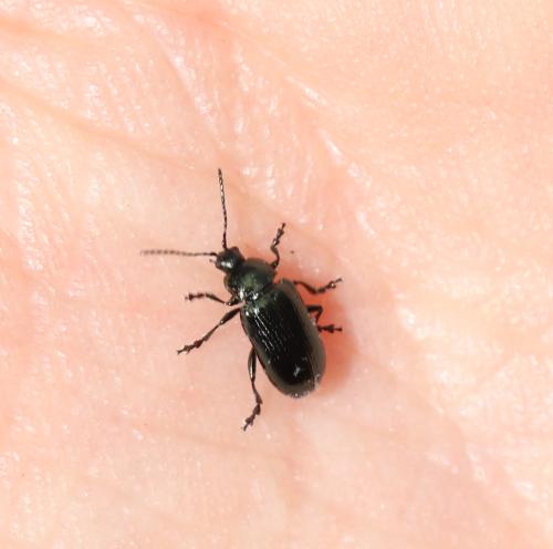 Phratora sp.