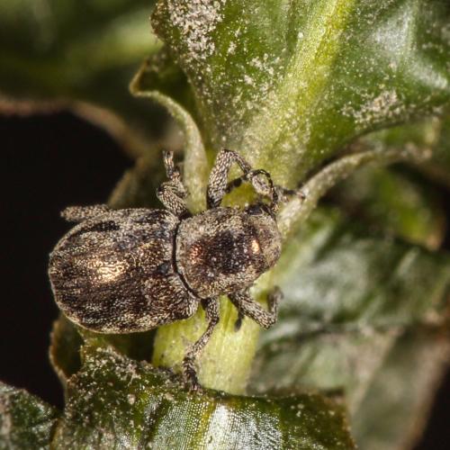 Réf. 323 619 : Pachnephorus sp.
