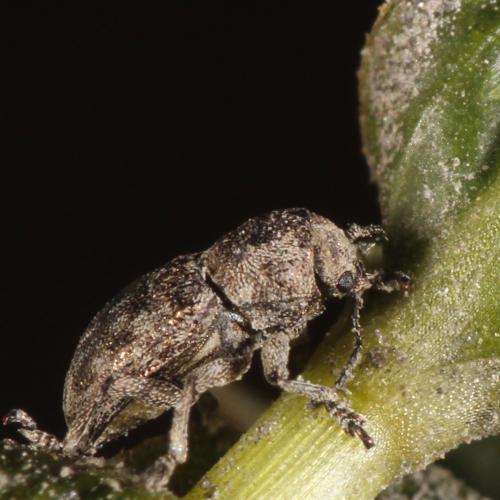 Réf. 323 620 : Pachnephorus sp.