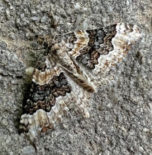 Réf. 323 716 : Epirrhoe galiata