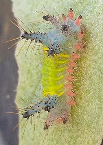Réf. 323 393 : Acharia sp.