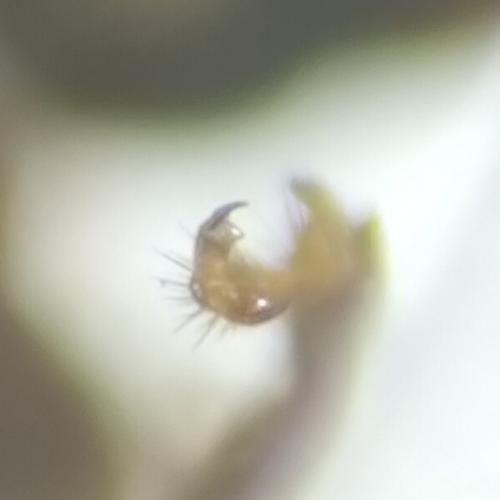 Réf. 323 840 : Ptilodactyla exotica