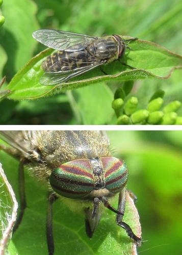 Tabanus quatuornotatus