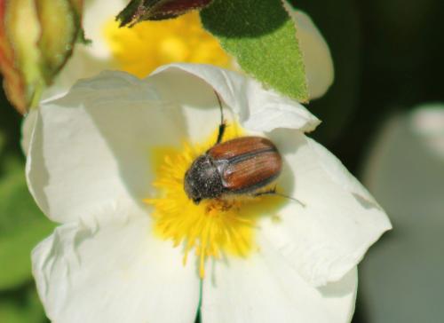 Omaloplia sp.