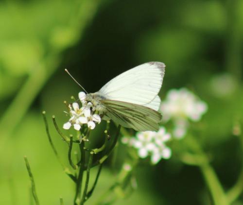 Réf. 323 243 : Pieris napi
