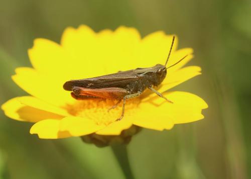 Omocestus rufipes