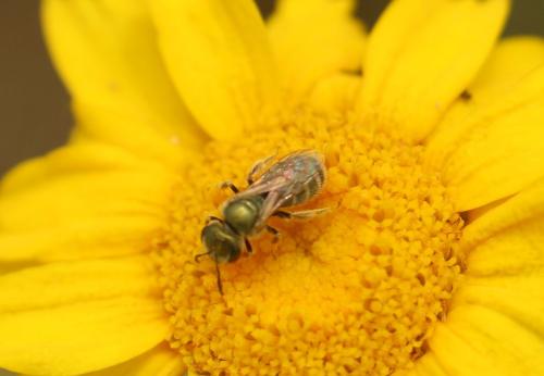 Seladonia sp.