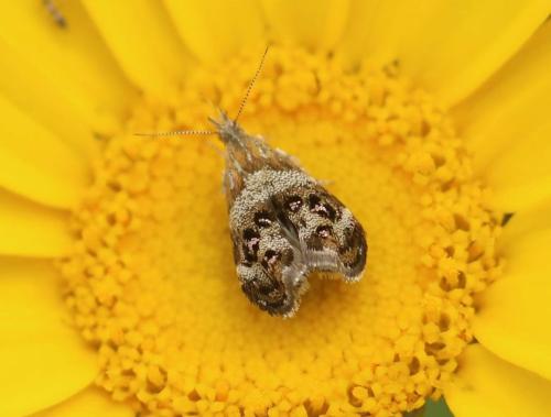 Réf. 323 630 : Tebenna sp.