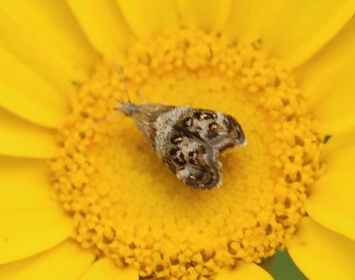 Réf. 323 574 : Tebenna sp.