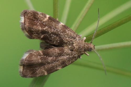 Anthophila fabriciana