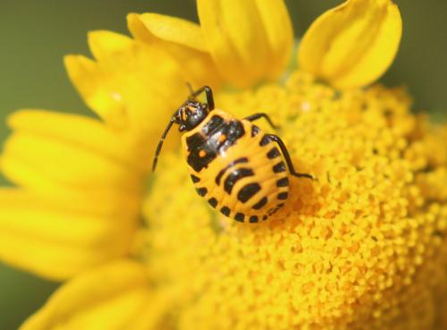 Eurydema sp.