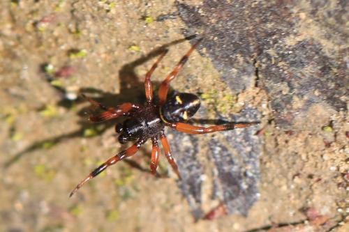 Asagena phalerata