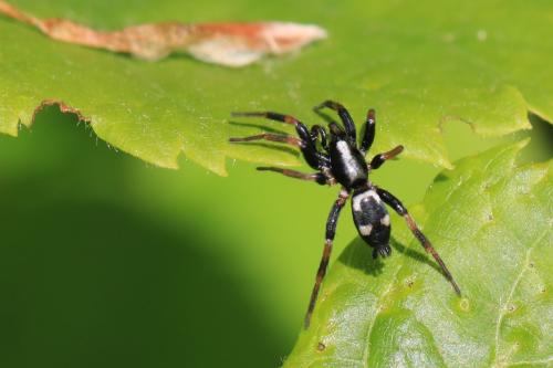 Réf. 323 683 : Kishidaia conspicua