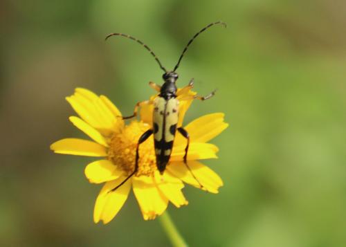 Réf. 323 896 : Rutpela maculata