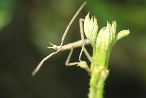 Clonopsis gallica