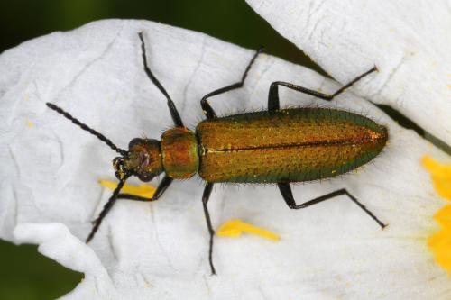 Réf. 323 757 : Lobonyx aeneus
