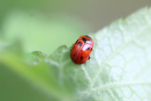 Gonioctena sp.