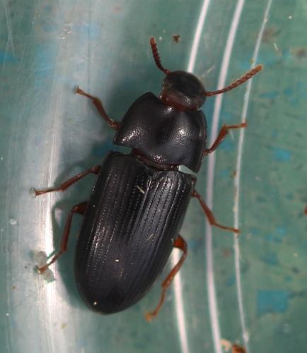 Diaclina fagi