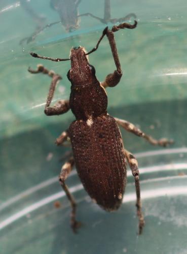 Charagmus griseus
