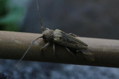 Niphona furcata