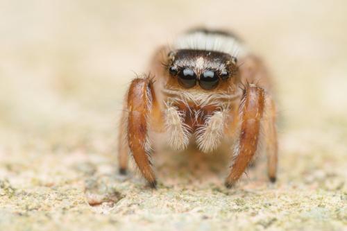 Pellenes sp.