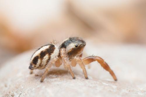 Réf. 323 909 : Pellenes sp.