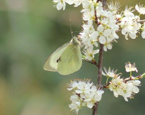 Réf. 323 242 : Pieris brassicae