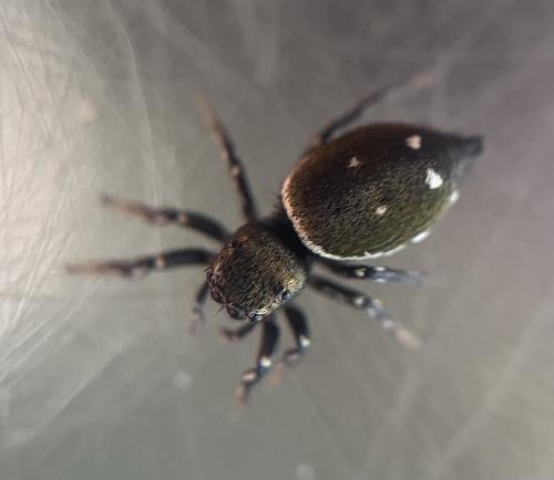 Heliophanus kochii
