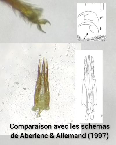 Réf. 323 257 : Ptilodactyla exotica
