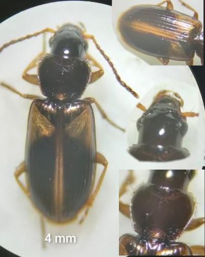 Acupalpus meridianus