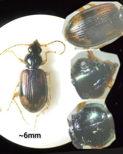 Réf. 323 955 : Bembidion tetracolum