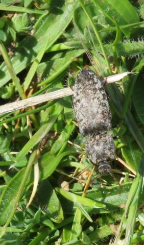 Agrypnus murinus