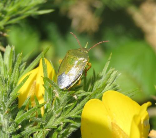 Piezodorus lituratus