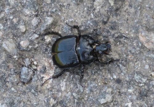 Réf. 323 615 : Typhaeus typhoeus