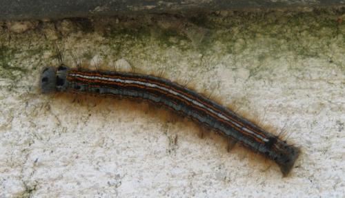 Réf. 323 412 : Malacosoma neustria