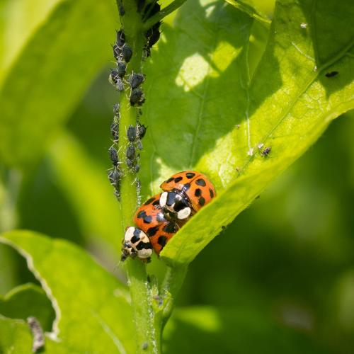 Harmonia axyridis